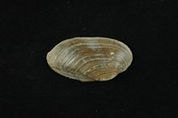 藏品(石蚌)的圖片